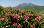 49 Rhododenfron hirsutum (Rododendro irsuto9 con vista in Menna